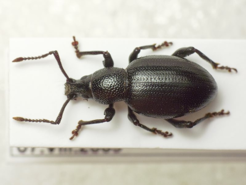 Otiorhynchus brauneri Smirnoff, 1909